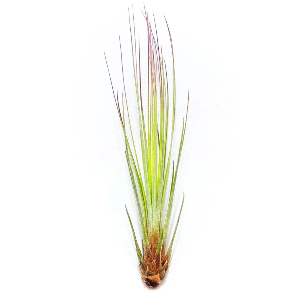 Juncifolia Air Plant (Medium)