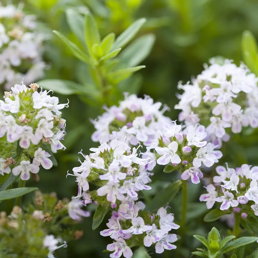 Thyme ct Thymol Essential Oil